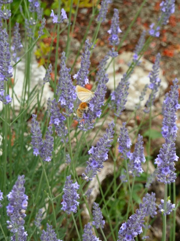 Lavender in France