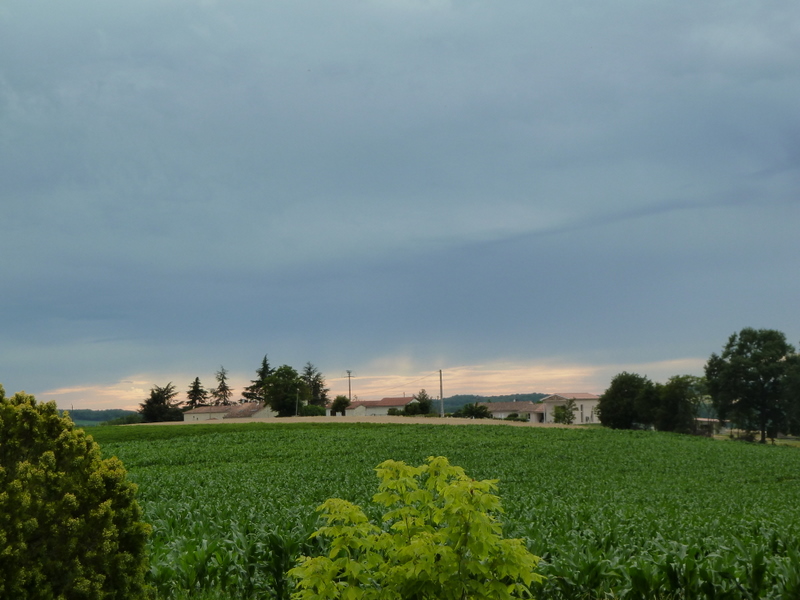 Vineyards in France