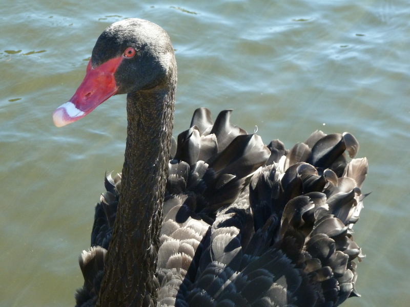 A black swan in Royal Botantic Gardens, Melbourne, Australia