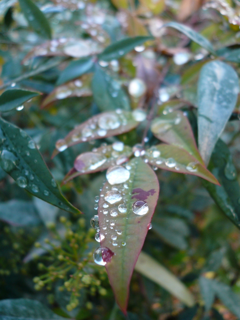Wet leaves, Santiago, Chile