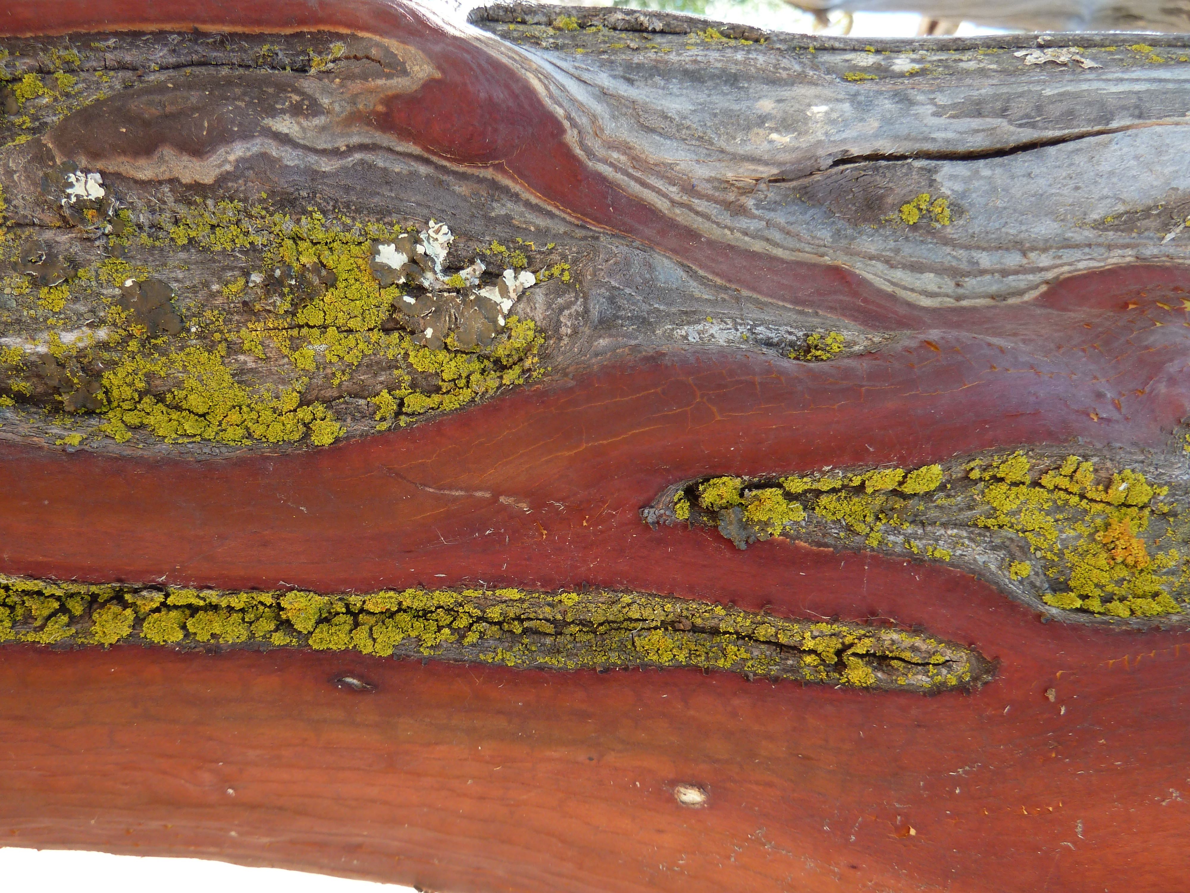 Bark in King's Canyon National Park, California