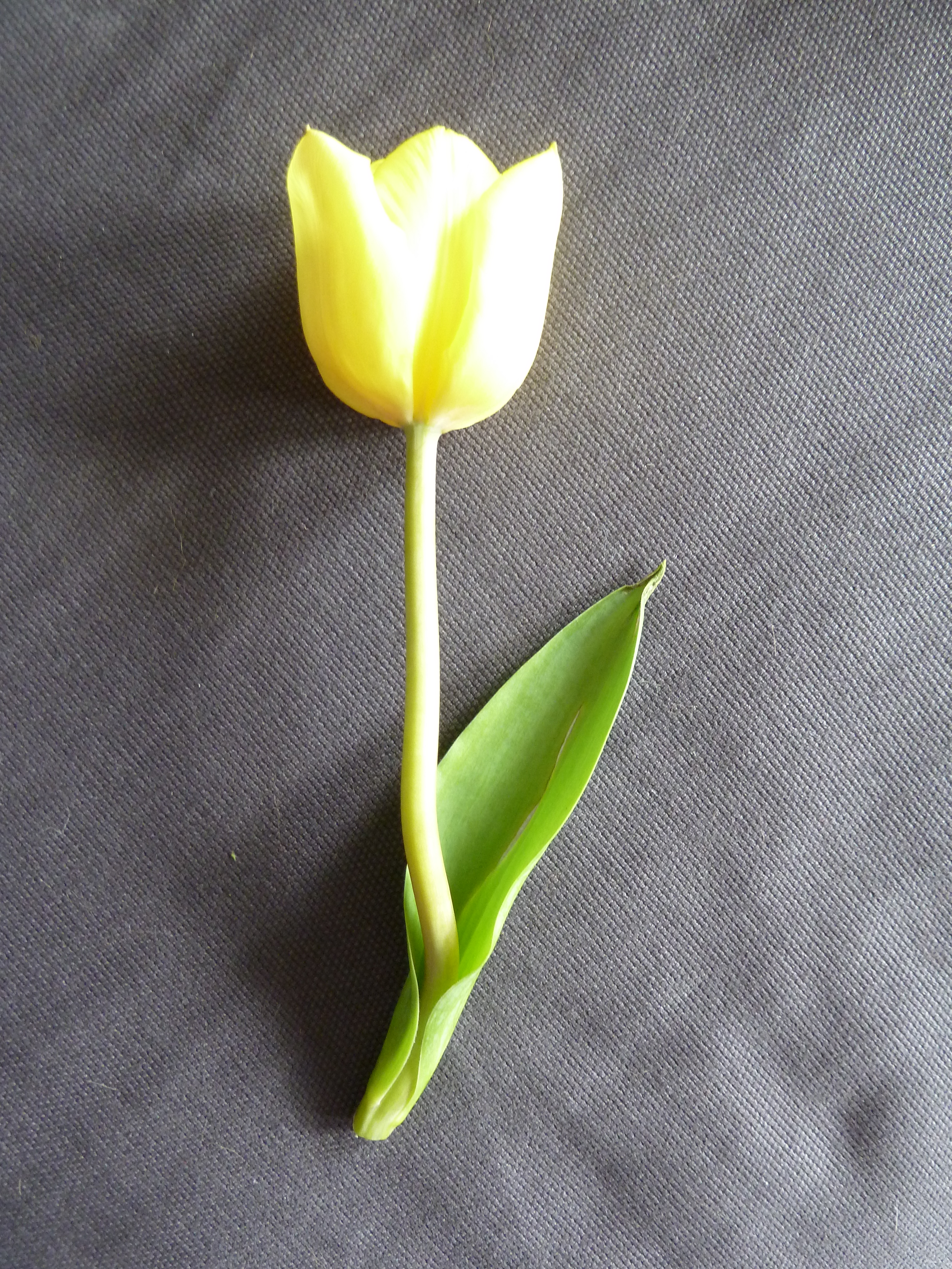 Tulip