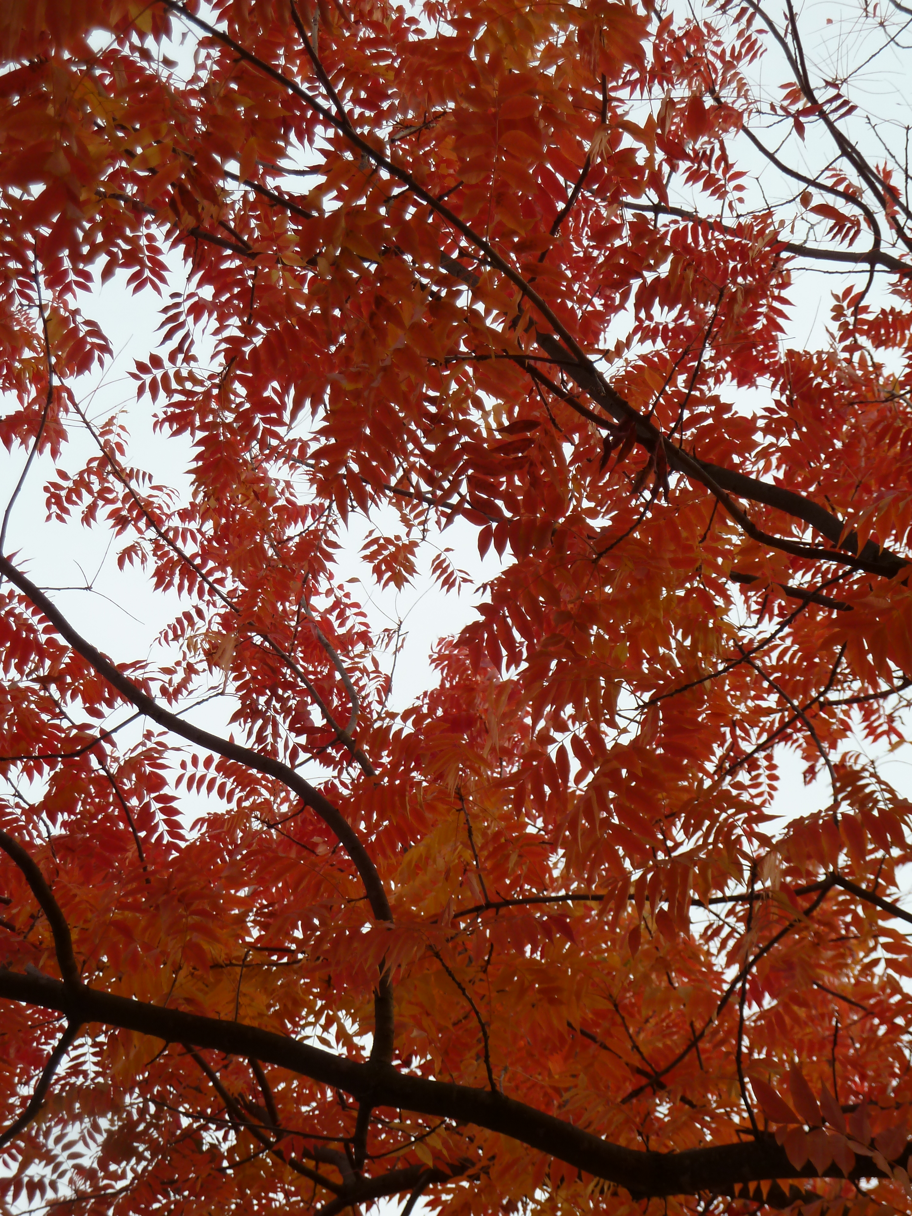 Autumn Colours, Yountville, California