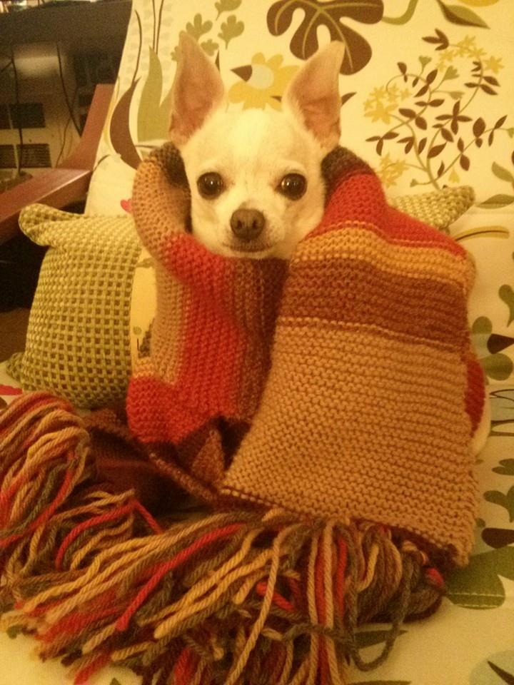 Dr Who Scarf