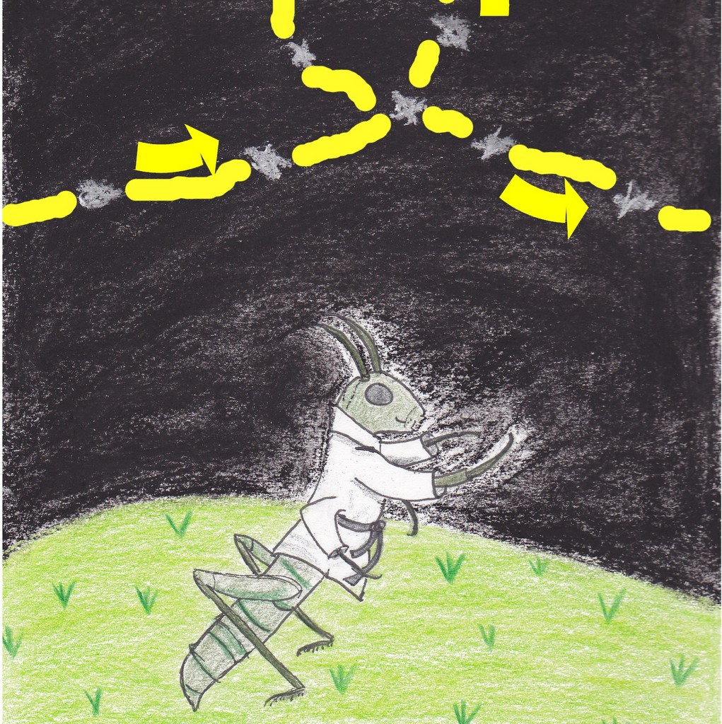 Grasshopper practicing underneath stars